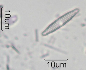 Fragilaria construens var subsalina